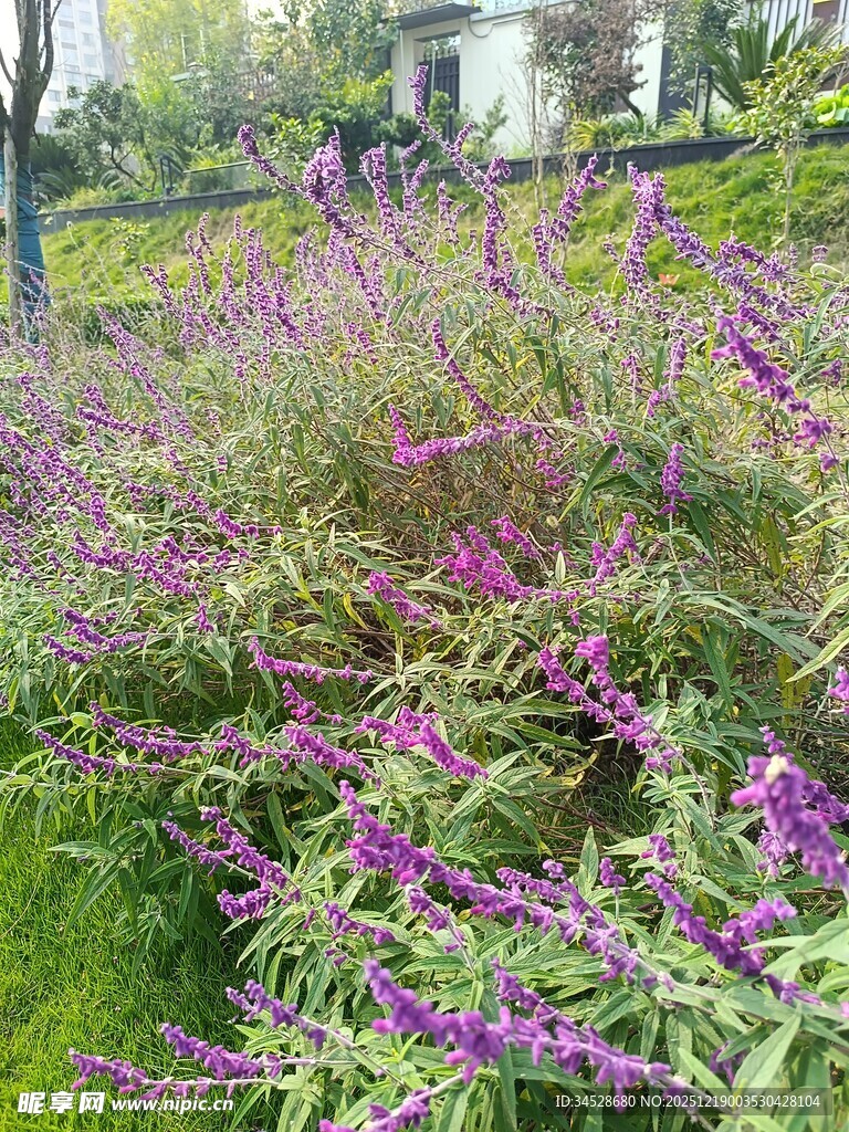 紫色花丛装点的美丽景致