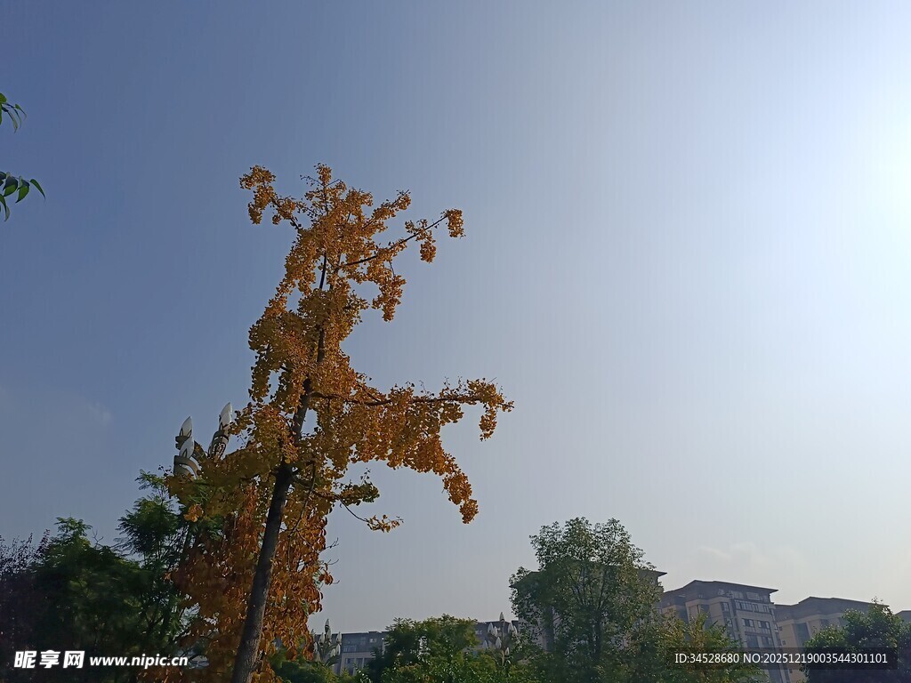 秋日枝头黄叶映蓝天