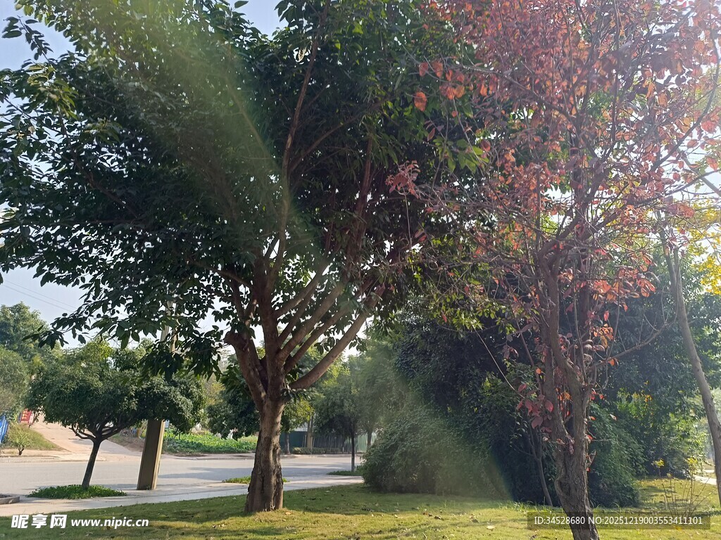 阳光照耀下的林间风景