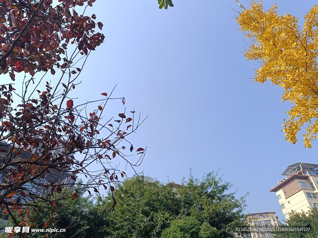 秋日多彩树木与建筑景观