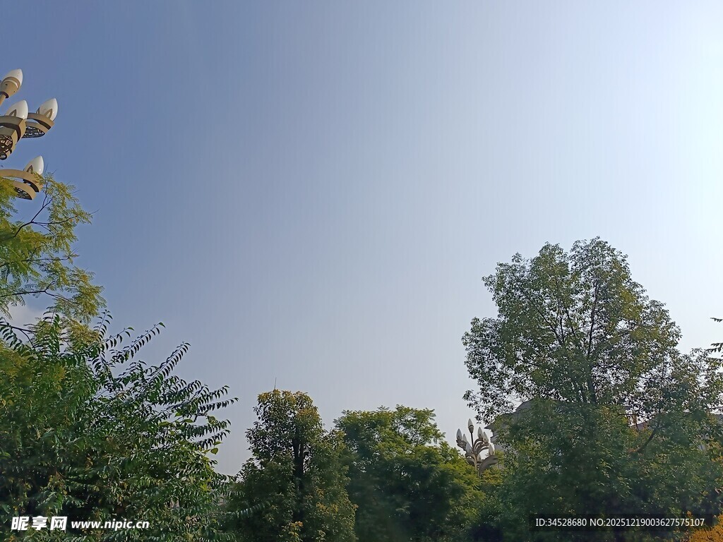晴朗天空下的葱郁树林