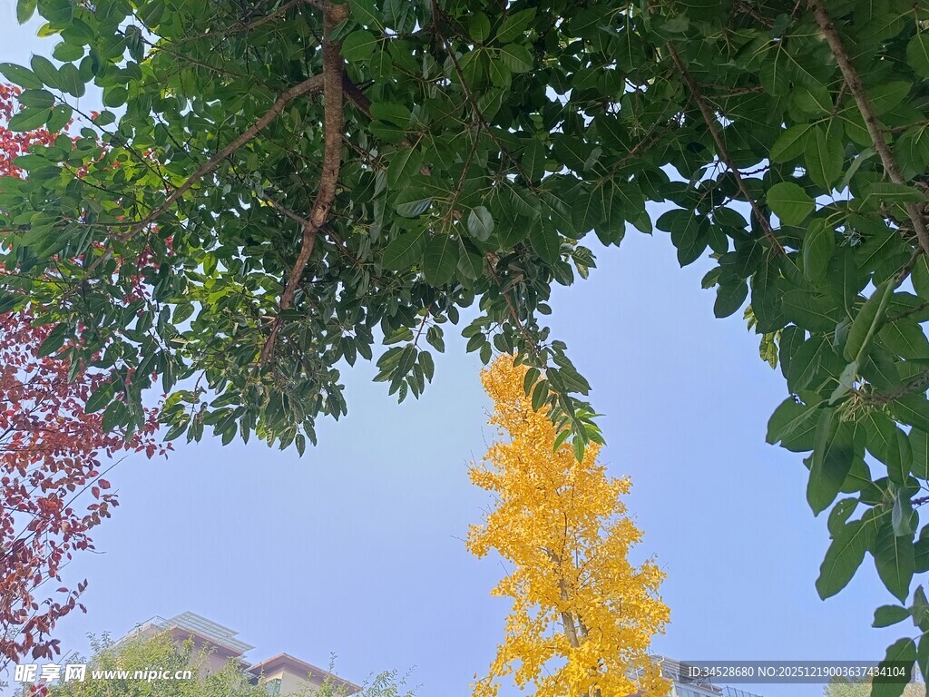 绿叶间的金黄花朵