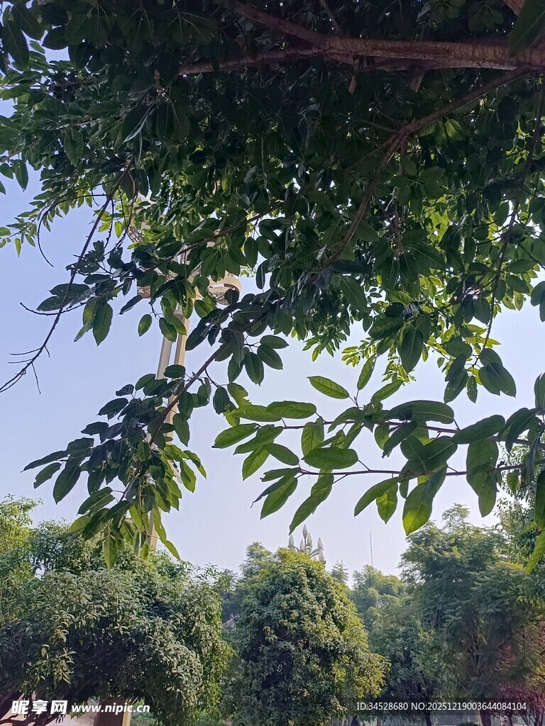 绿荫下的繁茂枝叶