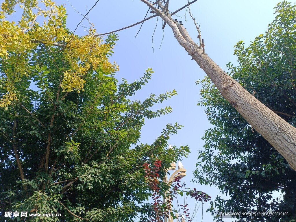 工人高空作业于绿树间