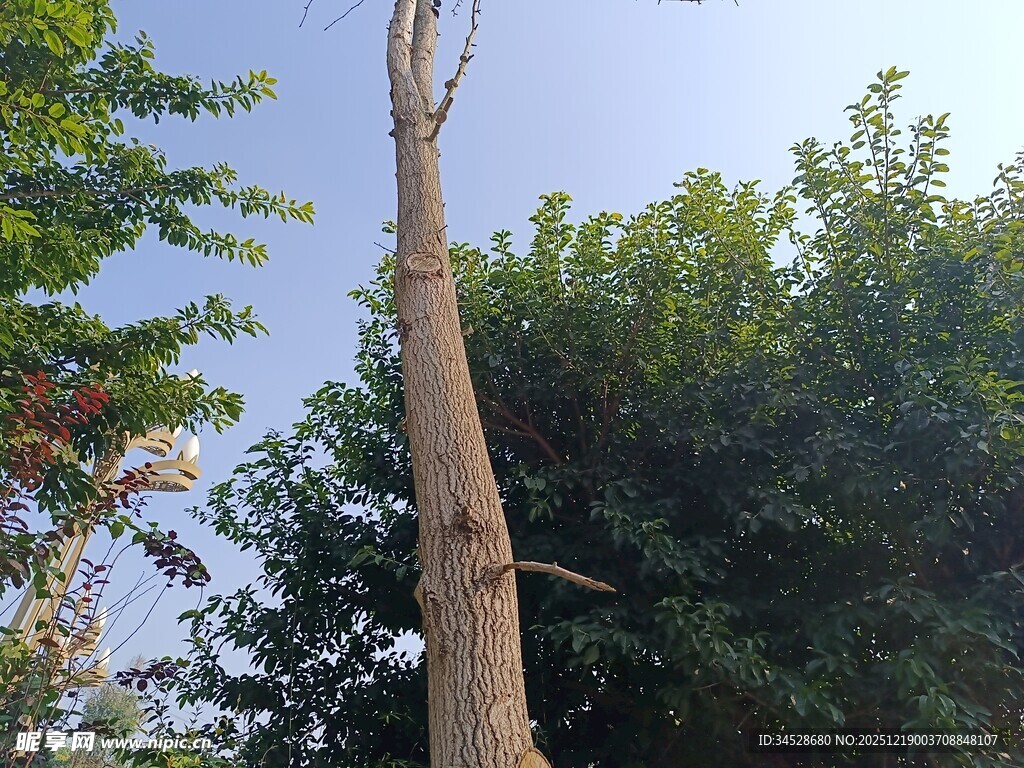 高耸树干与葱郁绿树