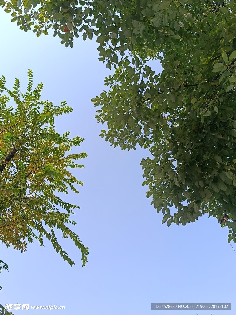 仰视绿树蓝天的清新景象