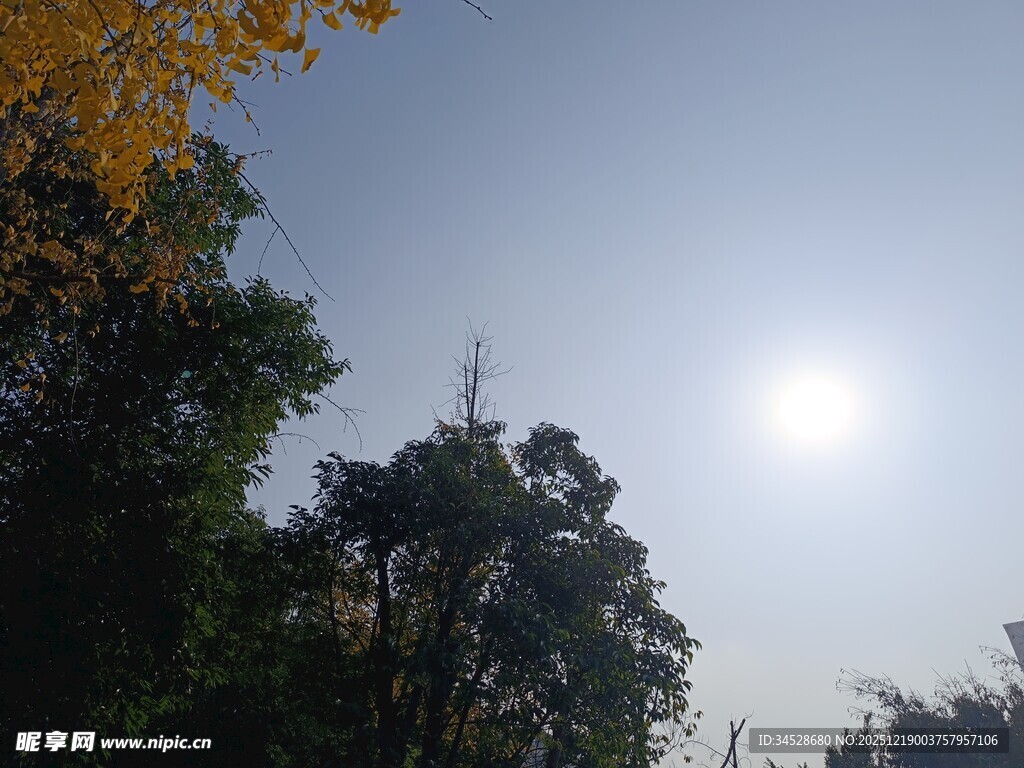 阳光穿透树林的秋日景象