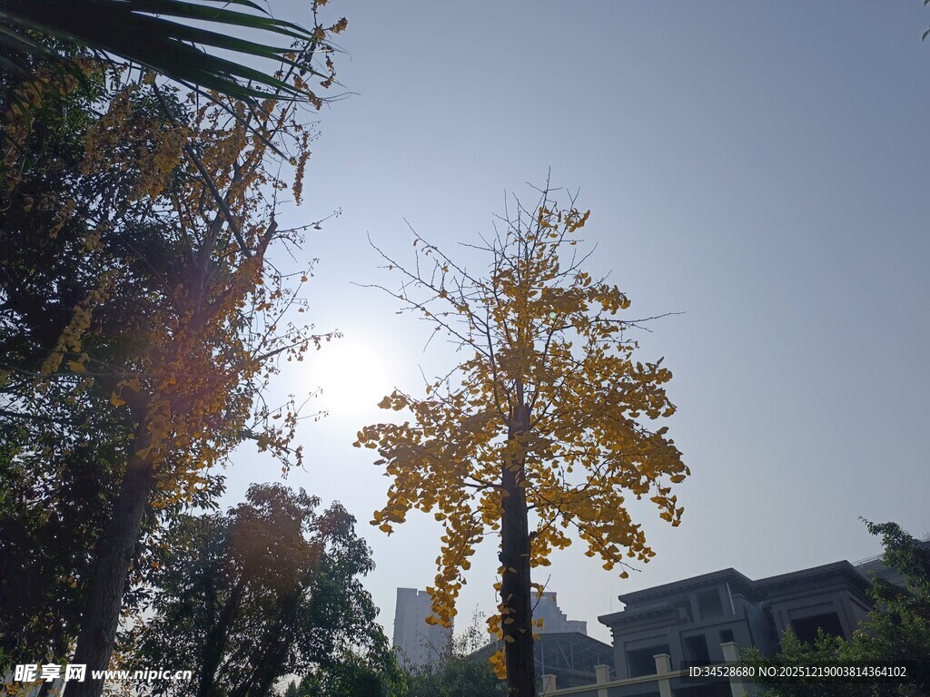 秋日阳光下的金黄银杏树