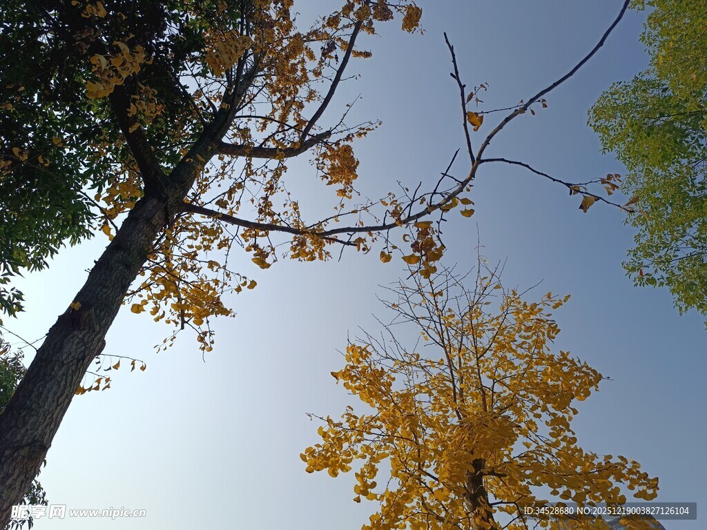秋日仰拍树木蓝天景致