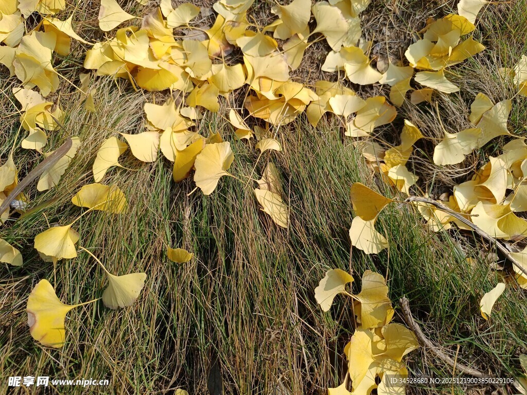 地上金黄银杏叶散落