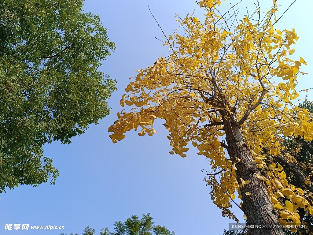秋日金黄树木与蓝天