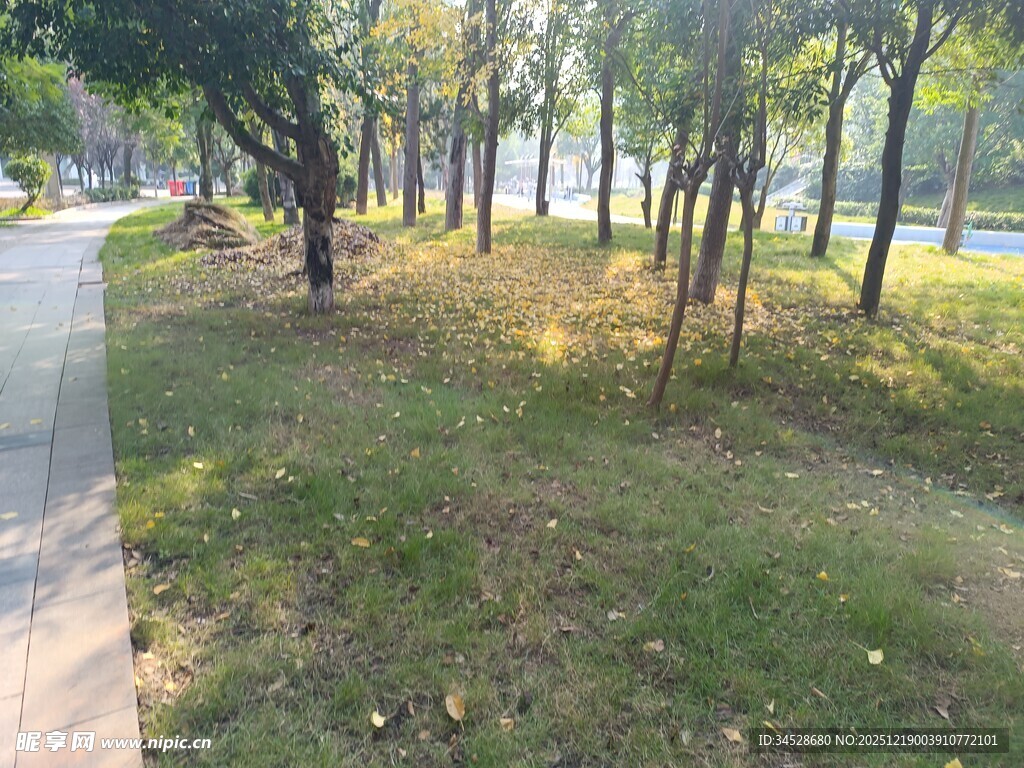 林间小道旁的绿意景致