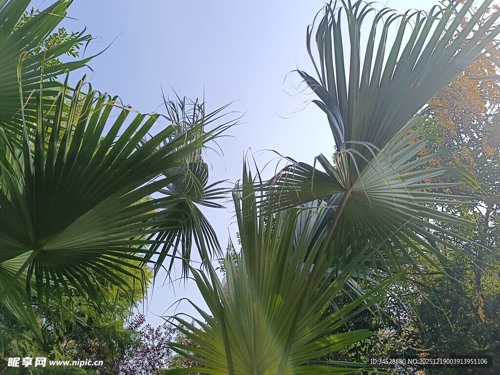 仰视下的繁茂棕榈叶