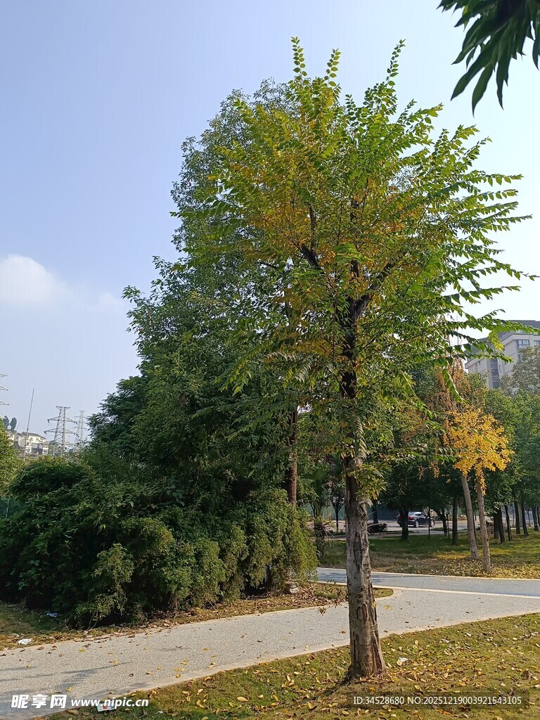 秋日路旁的葱郁树木