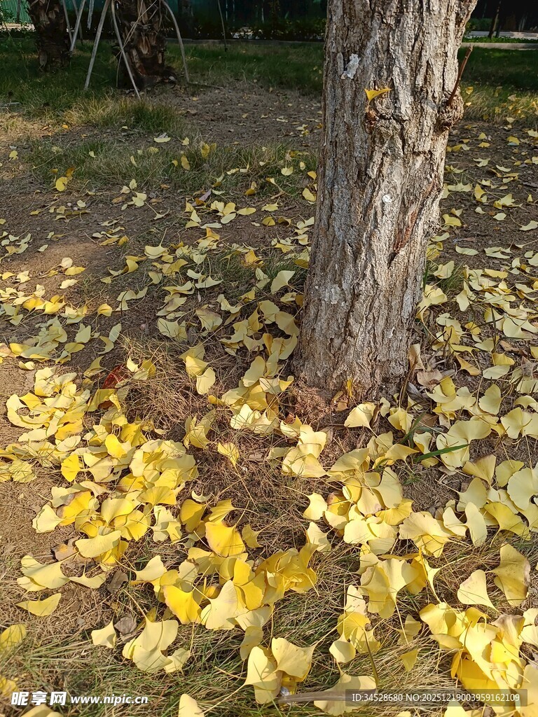 树下金黄银杏叶
