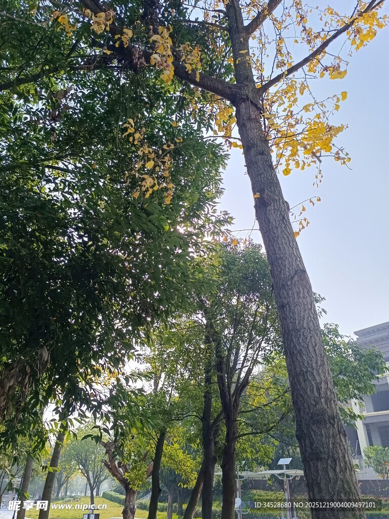 秋日校园林荫道风景