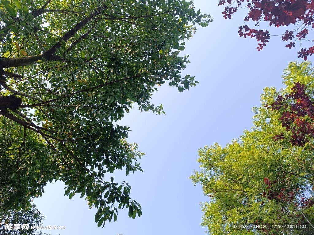 仰望多彩繁茂的树冠