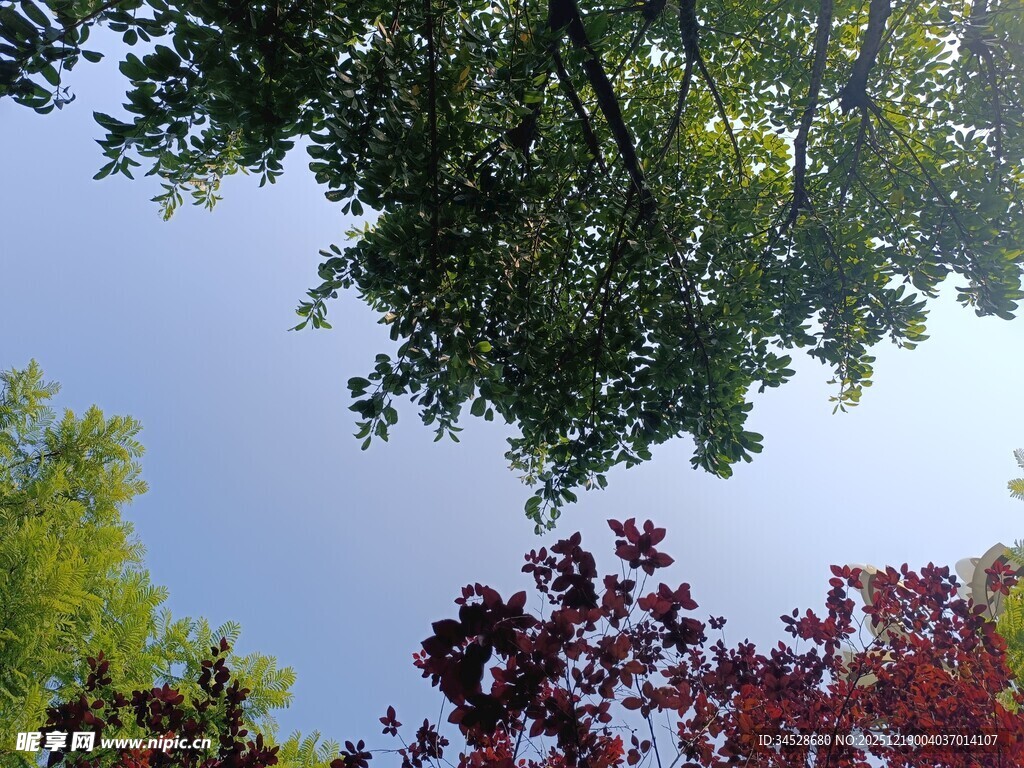 仰观多彩树木与蓝天
