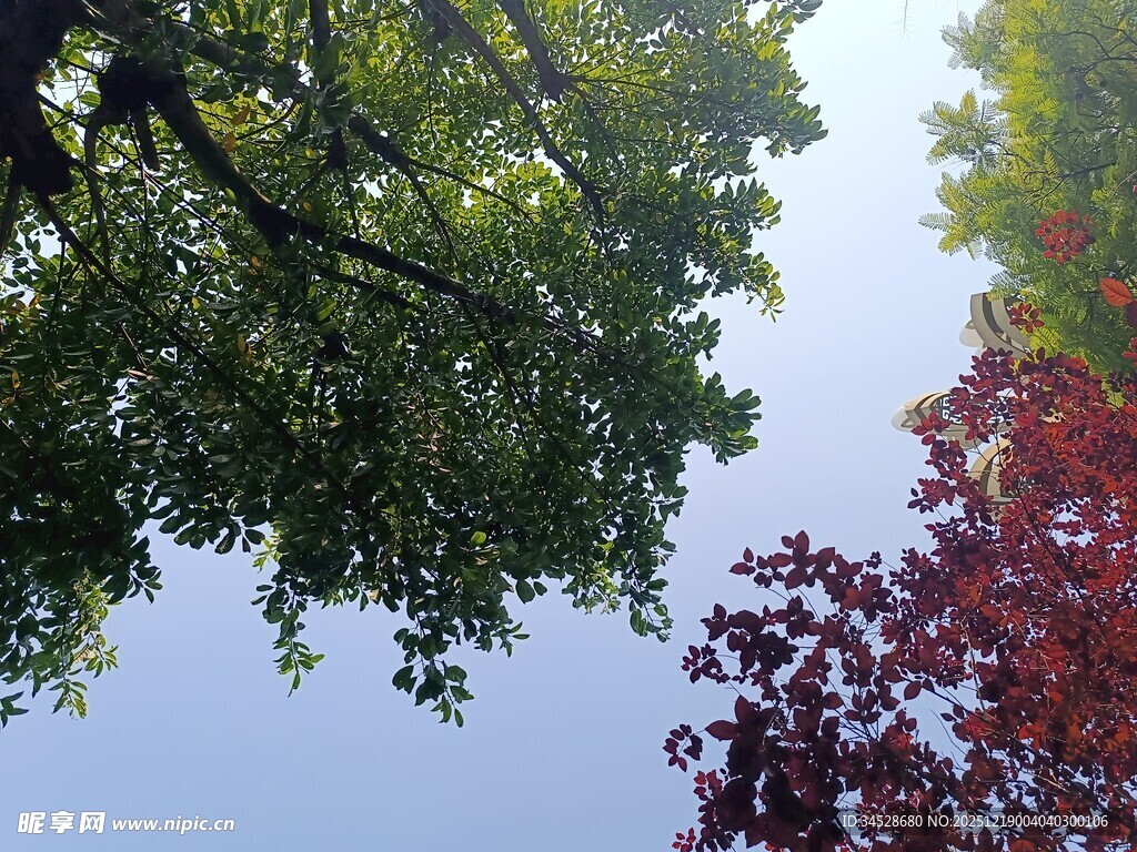 仰观绿树红叶映蓝天