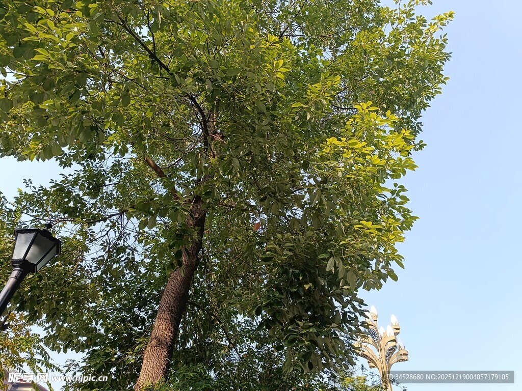 挺拔绿树映蓝天