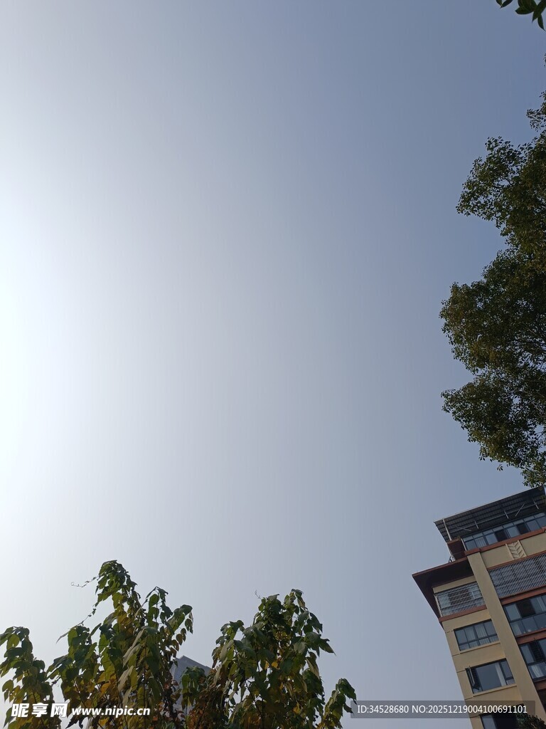 阳光下的树木与高楼