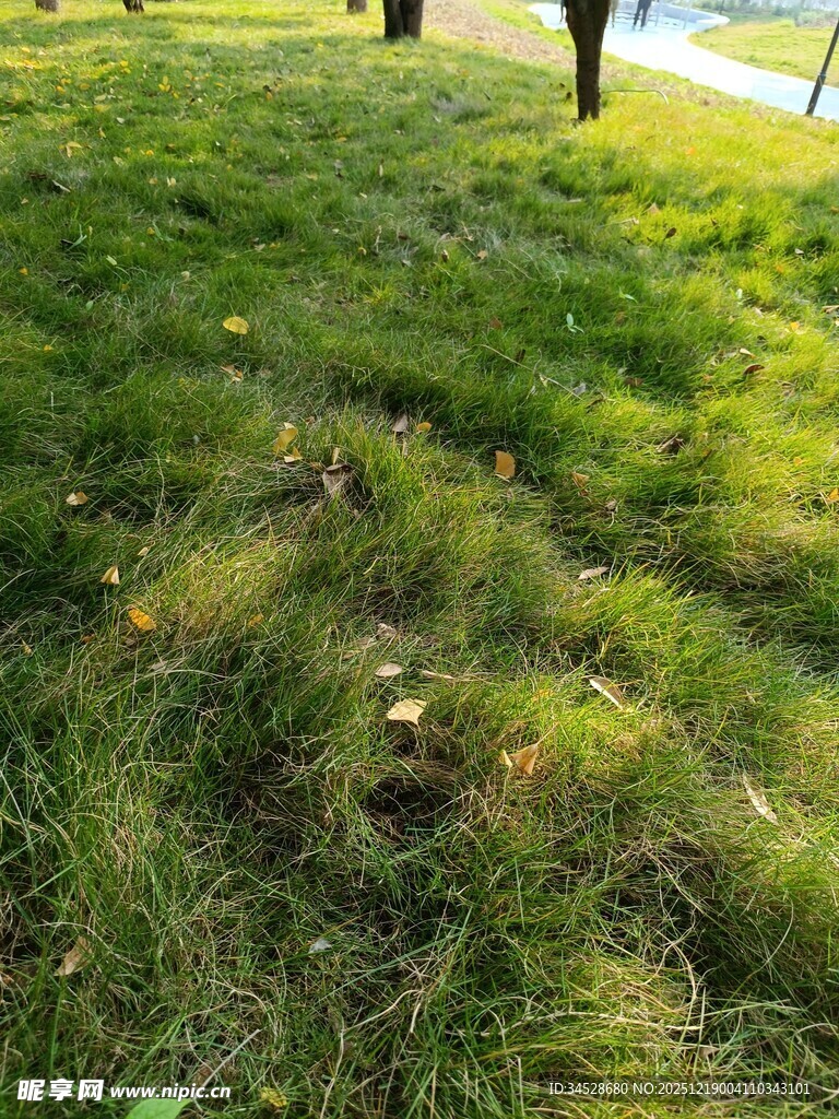 阳光下的翠绿草地