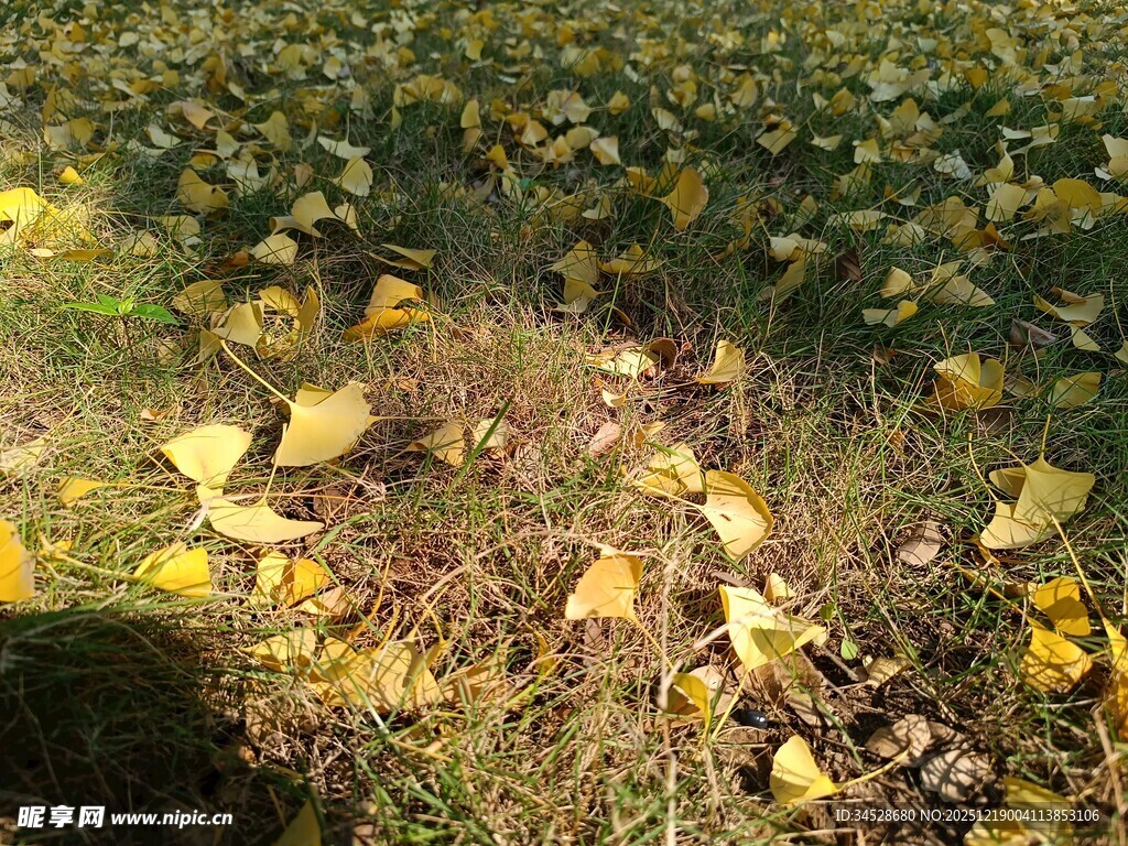 秋日银杏落叶铺满地面