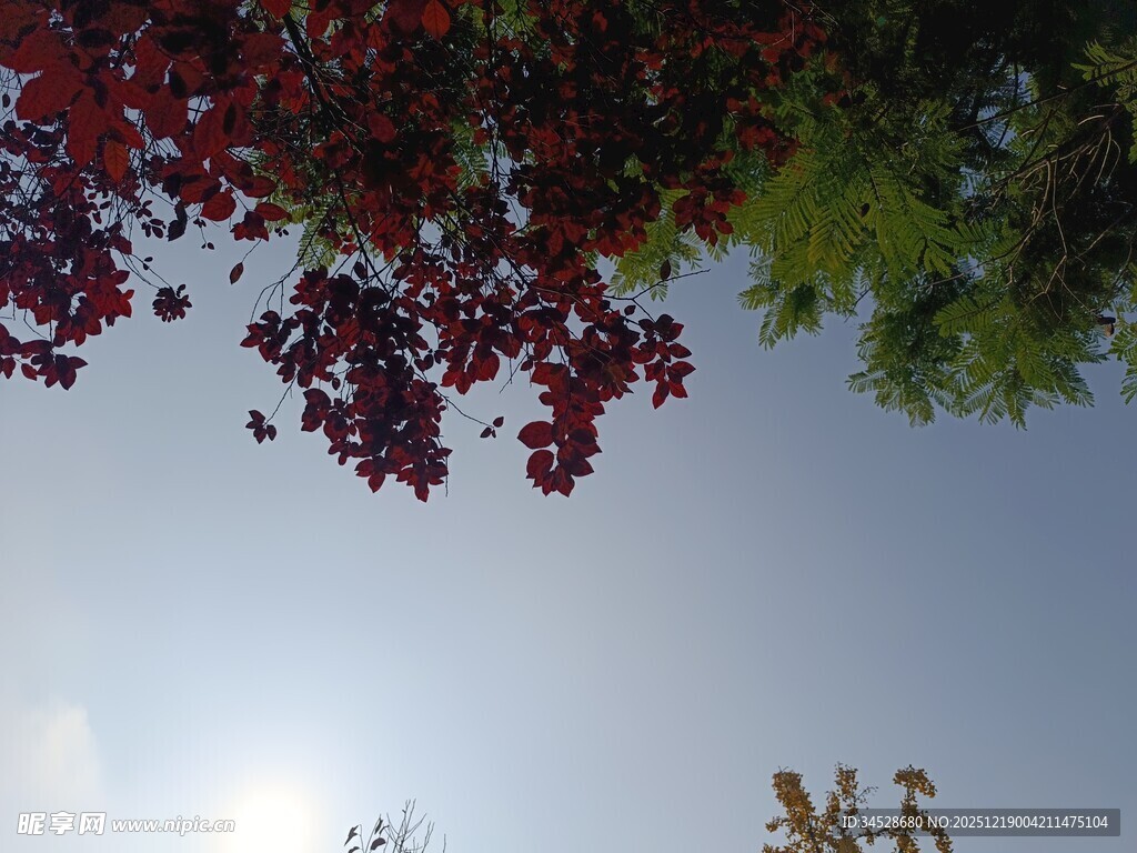 仰视红叶绿树与蓝天