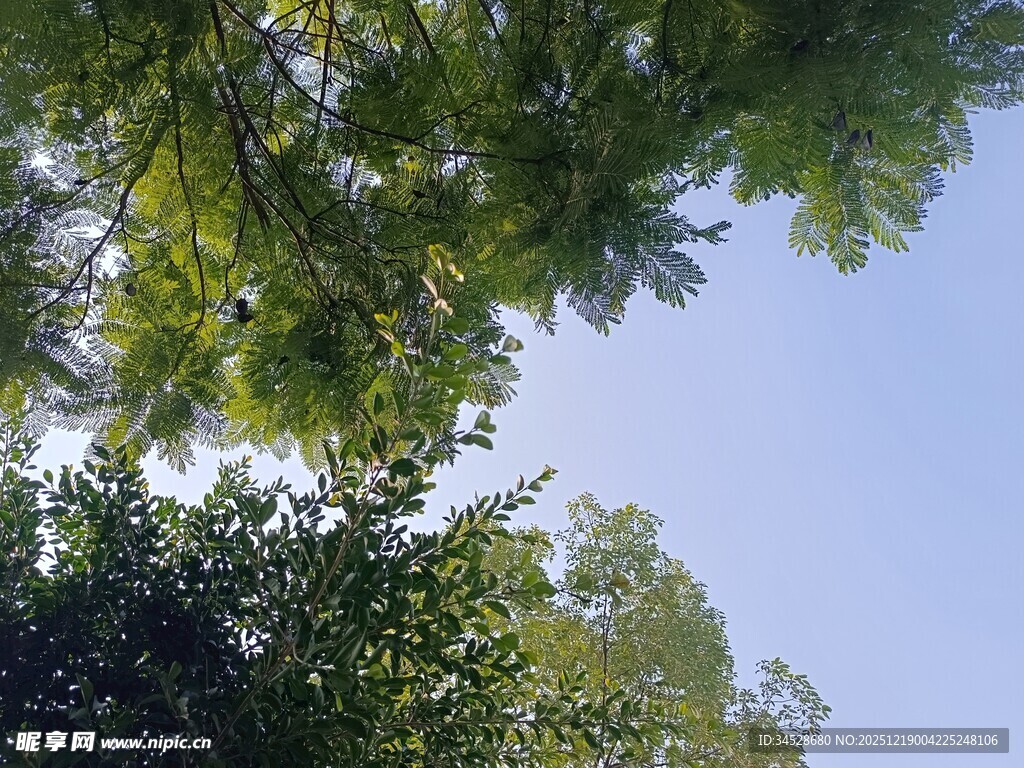 仰视葱郁树冠蓝天美景