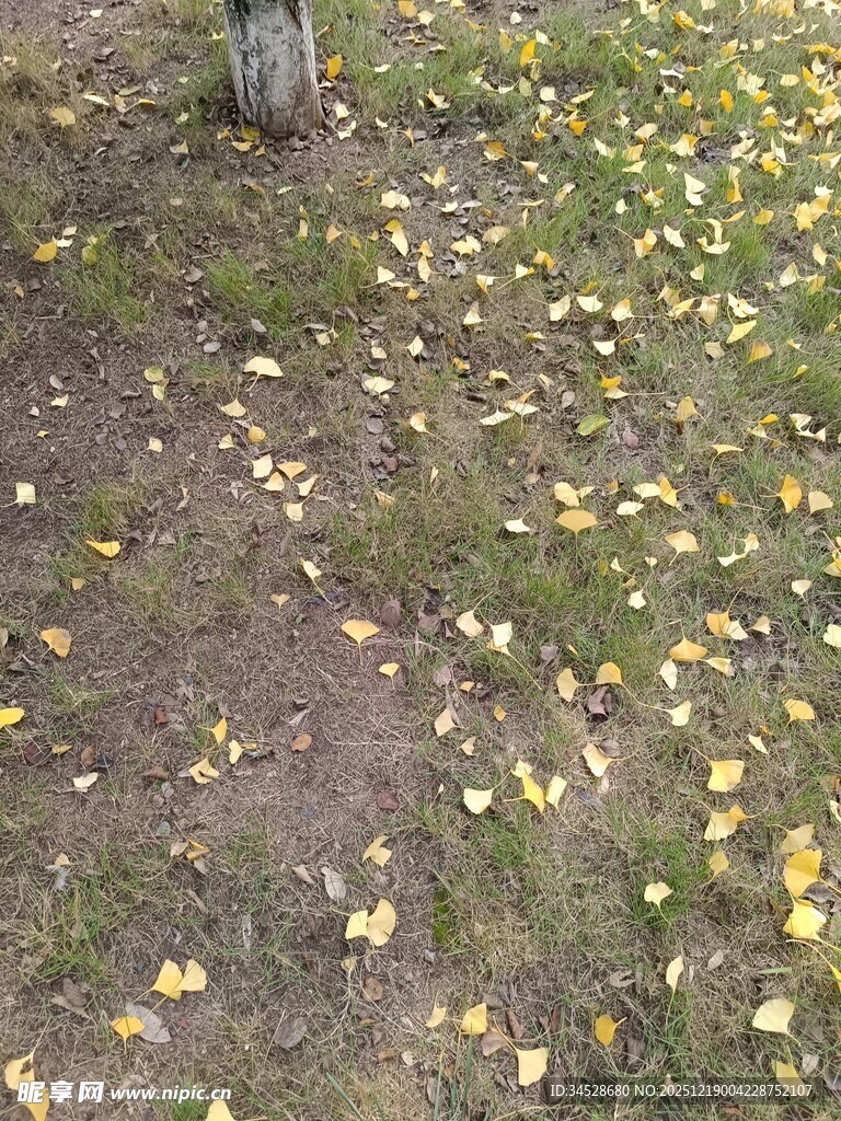 秋日落叶铺满草地景象