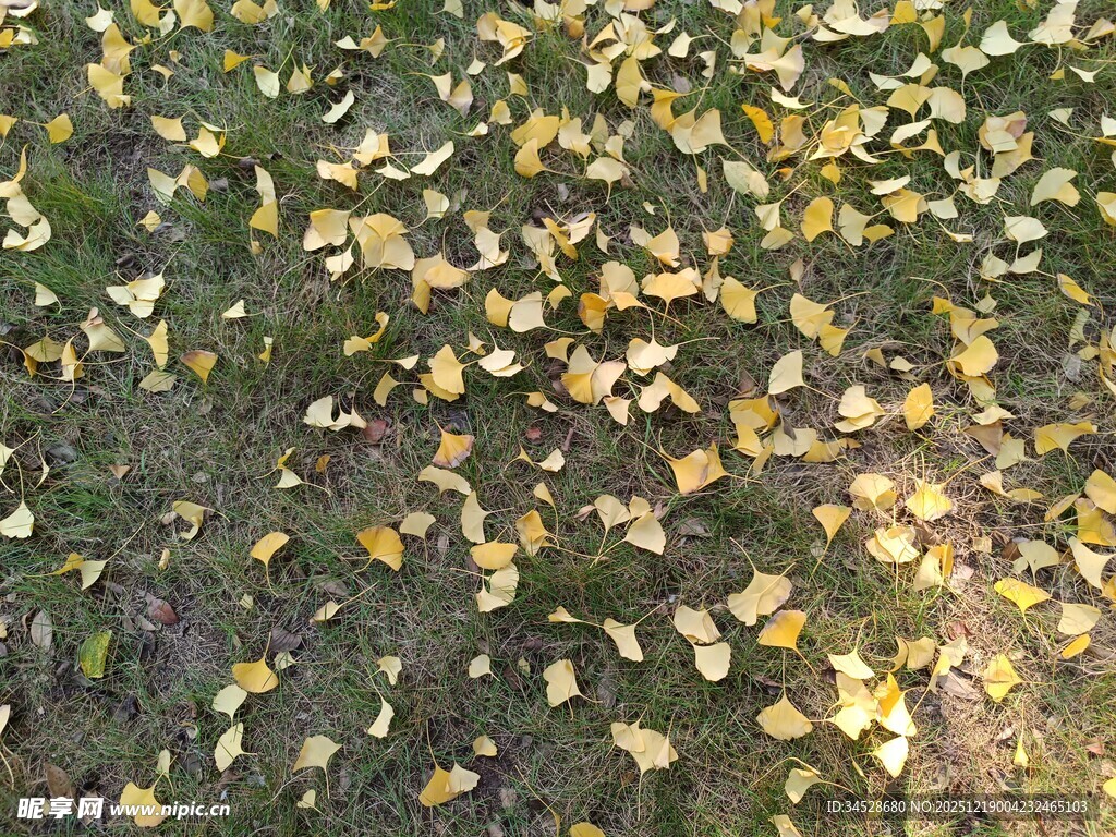地面散落的金黄树叶