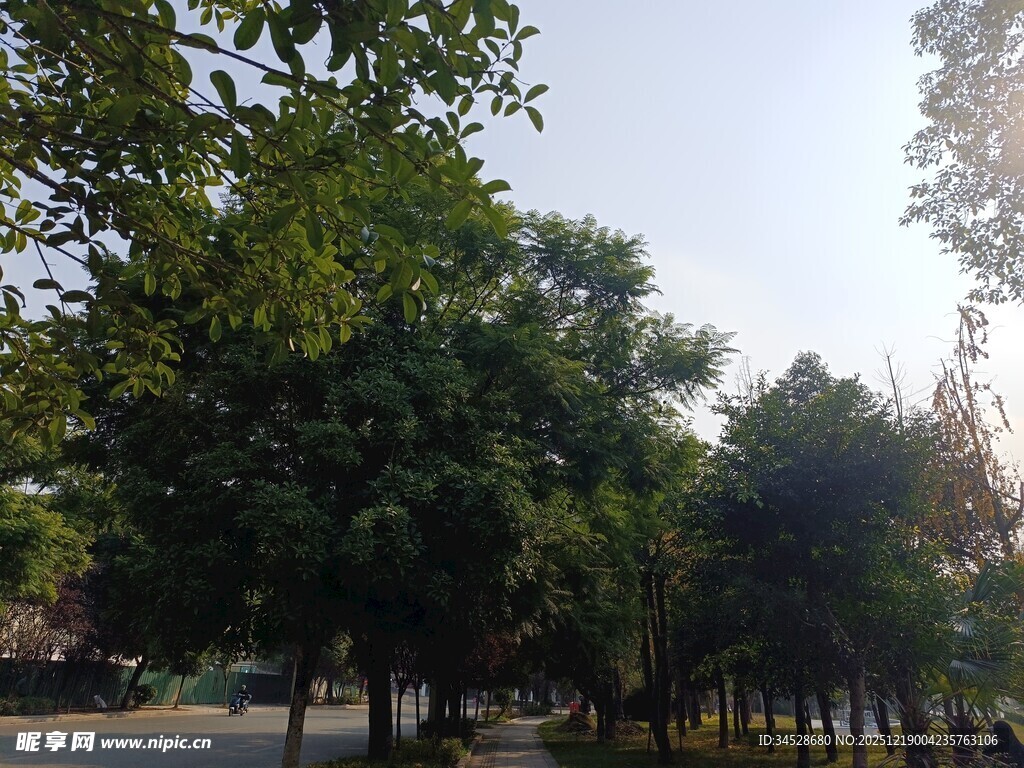 公园绿树成荫的景致