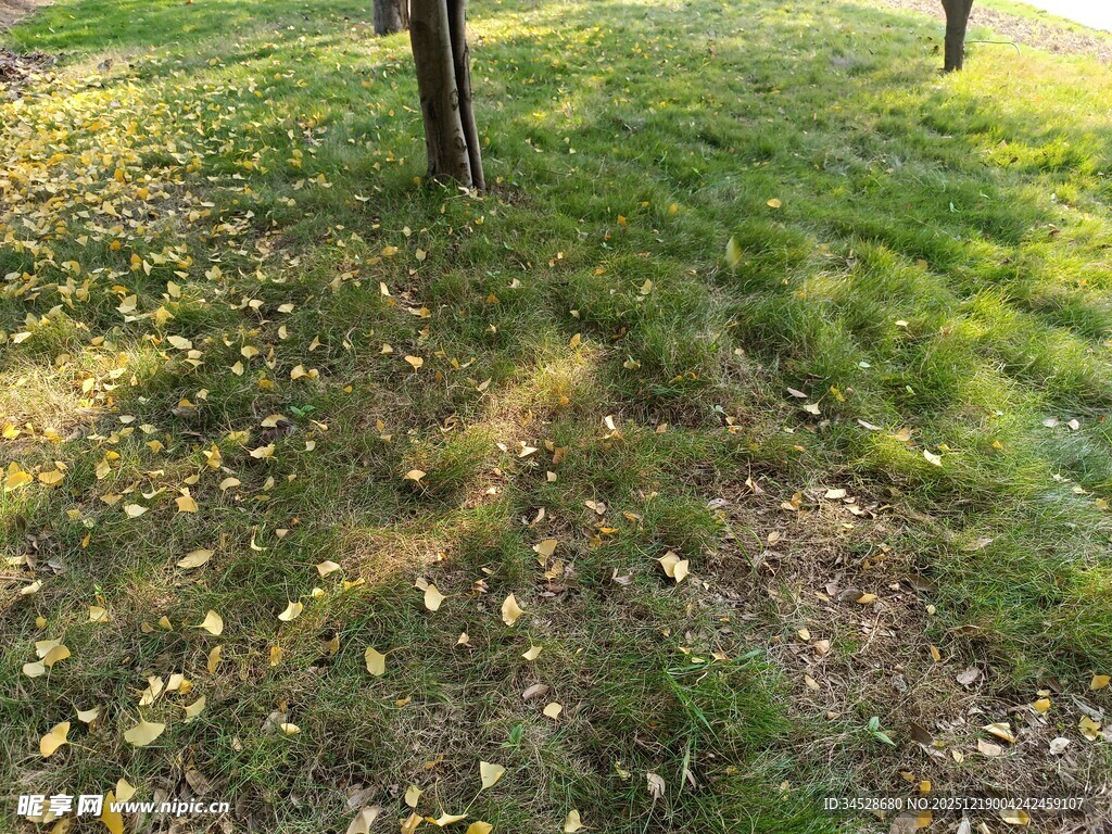 林间草地光影斑驳景象