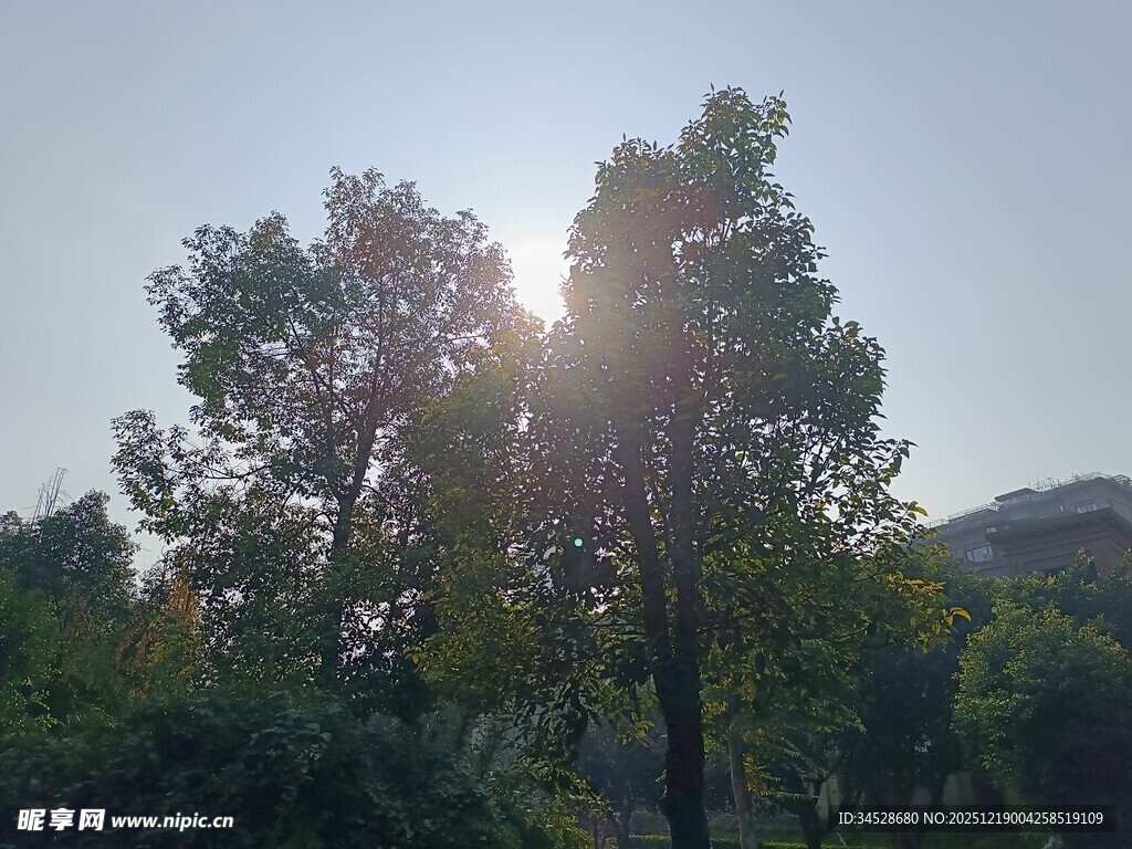 阳光穿透树林的美好景象