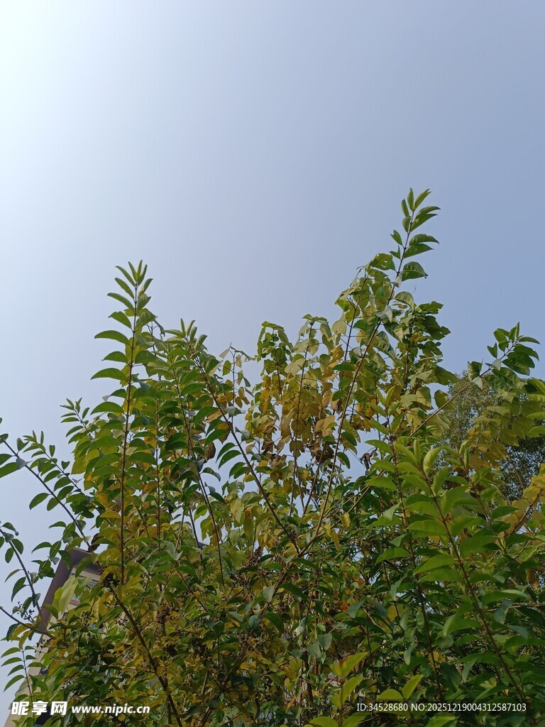 仰视绿树蓝天的清新景象