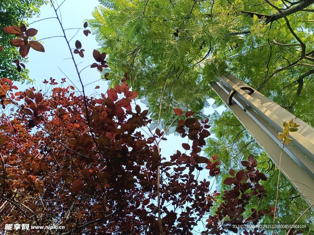 仰视多彩树木与木梯