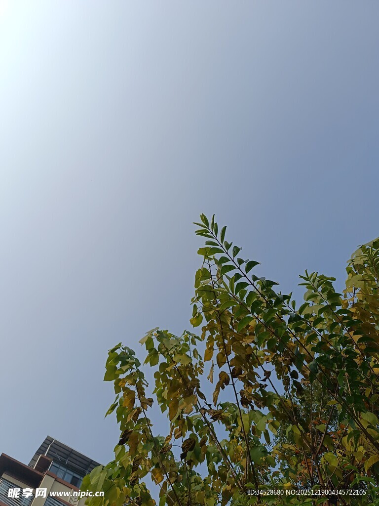 阳光下的绿树与建筑