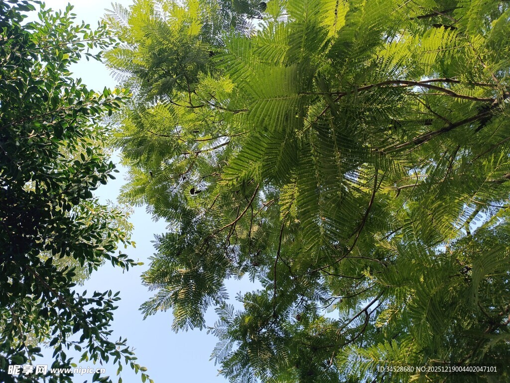 仰视葱郁繁茂的绿树