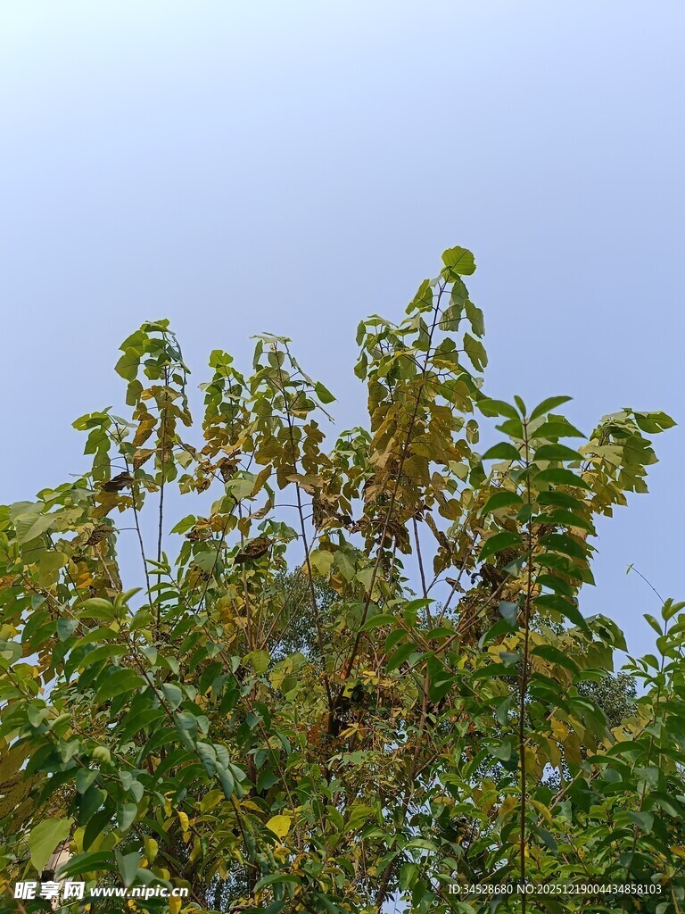 枝头绿叶映蓝天