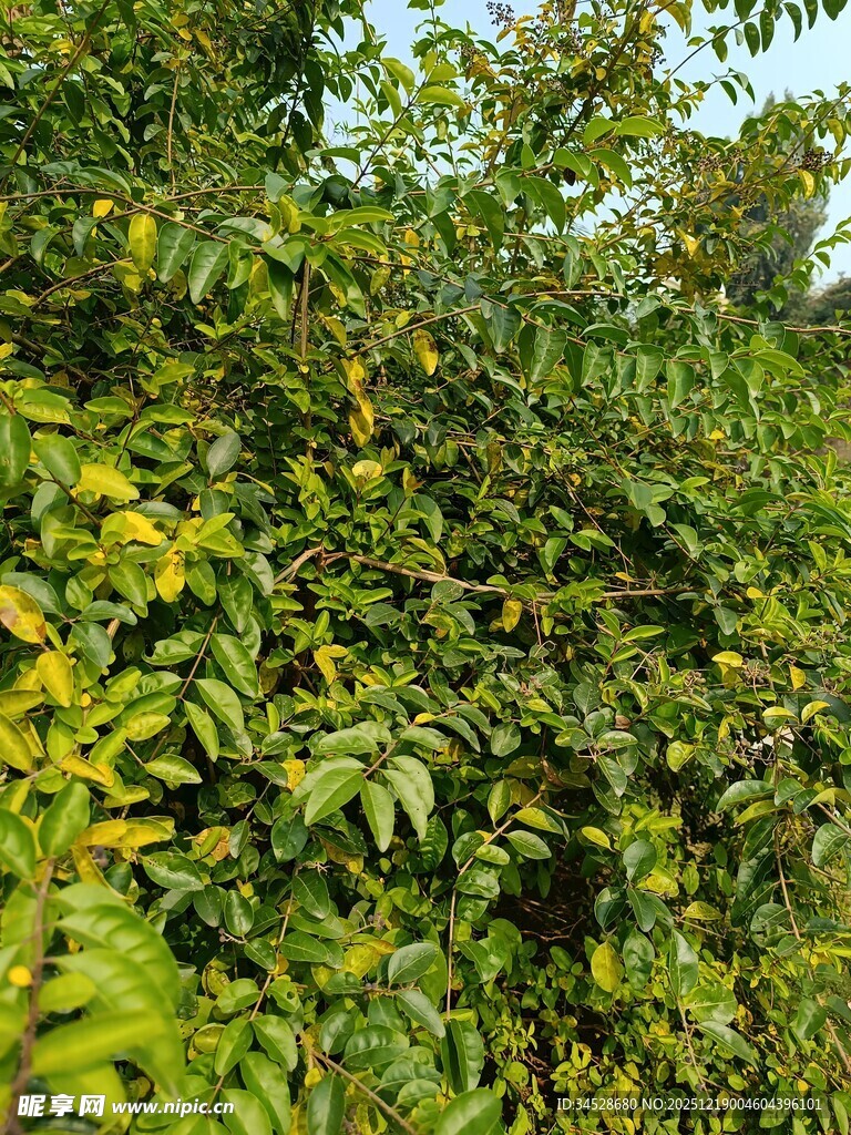 茂密绿叶植物景观