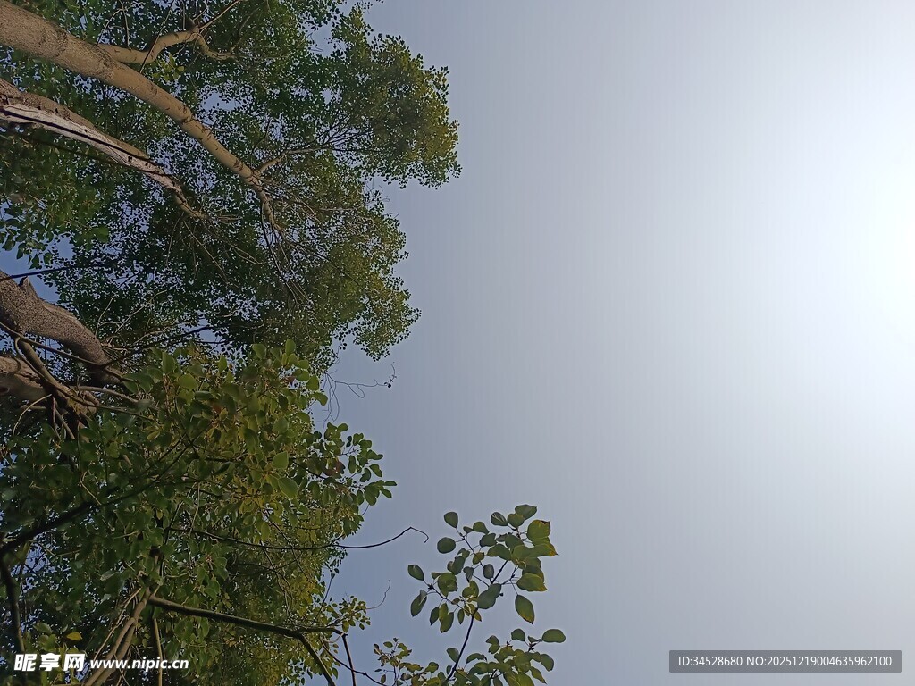 仰视林间树木与天空