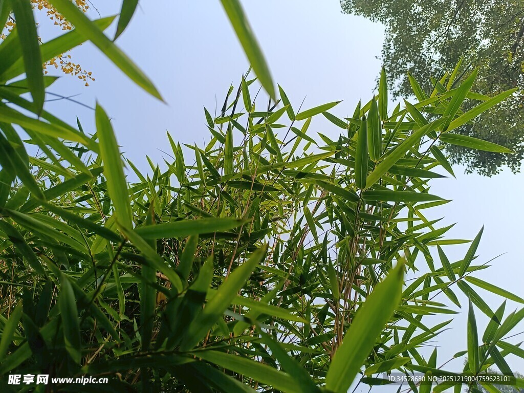 仰视视角下的翠绿竹林