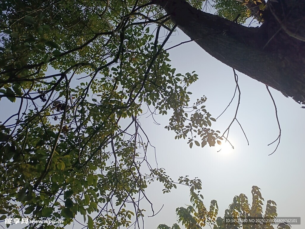 仰视树冠下的斑驳阳光