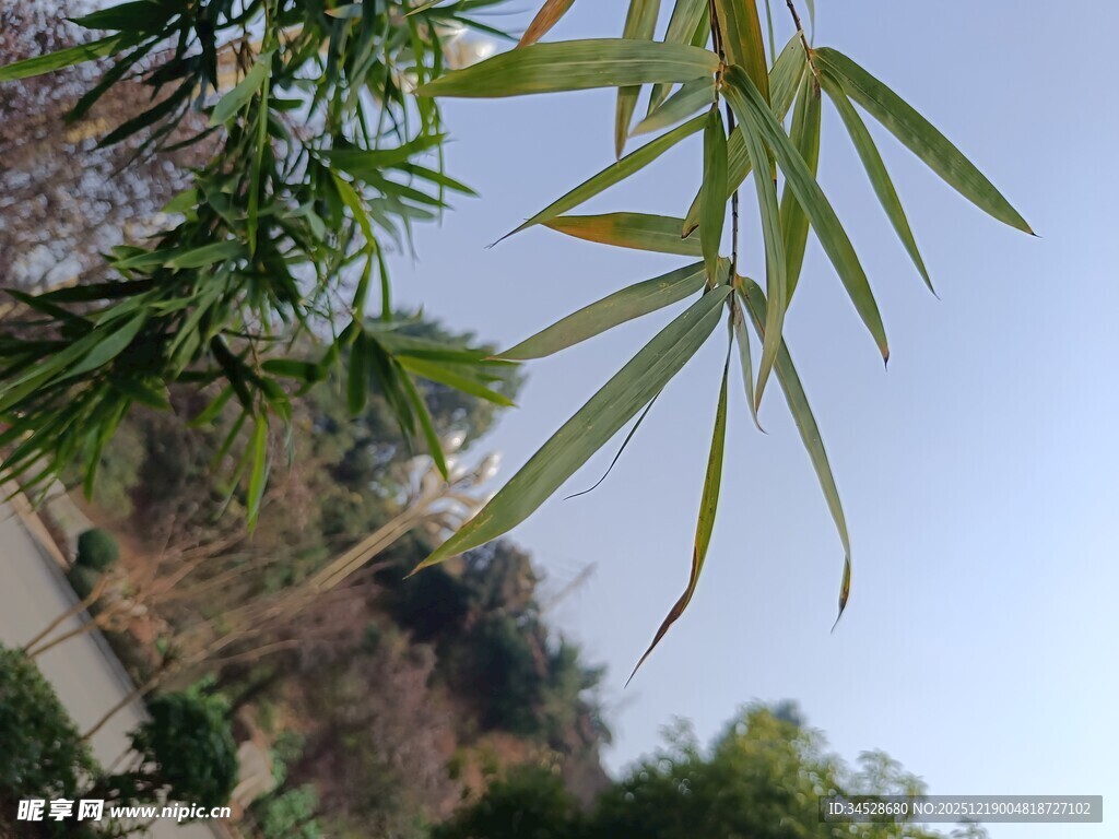 竹叶摇曳于蓝天之下