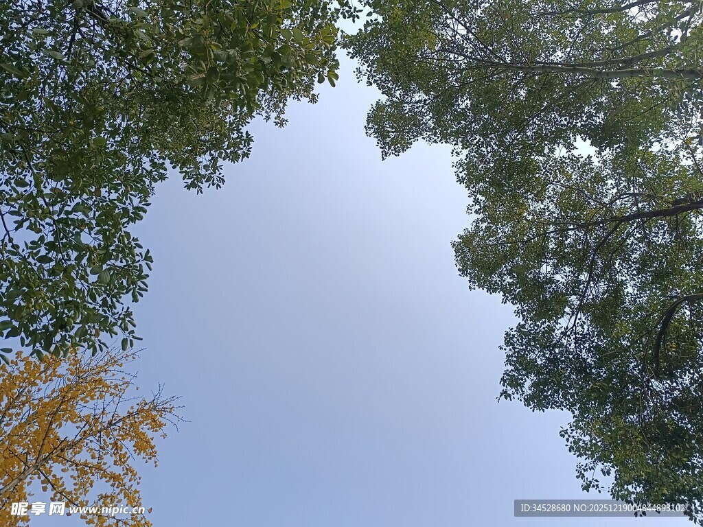 仰视葱郁树木与蓝天