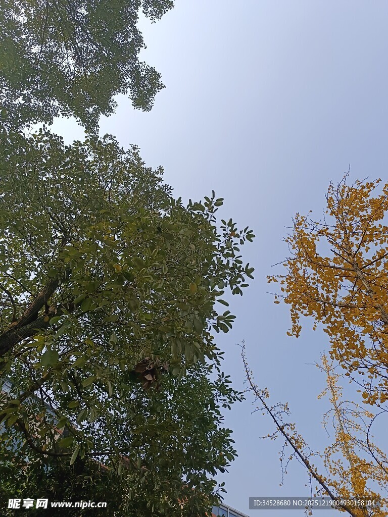 仰观林间树木与蓝天