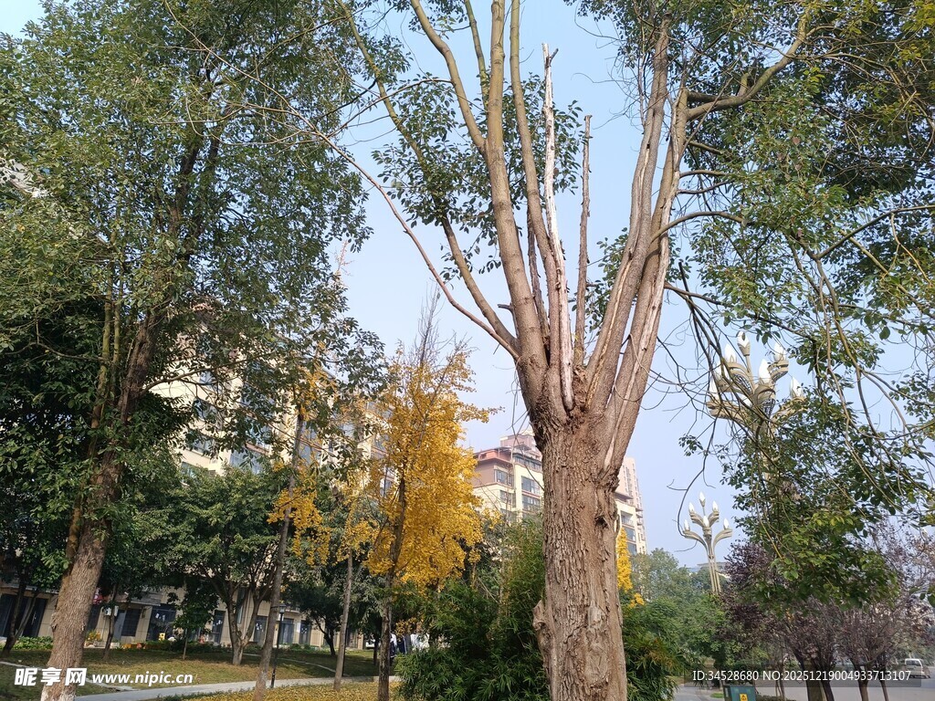 光秃树干立于绿树间