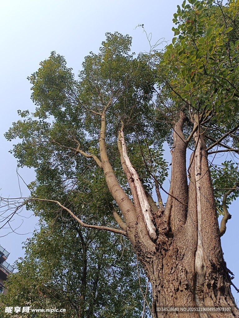 高大繁茂的古老大树