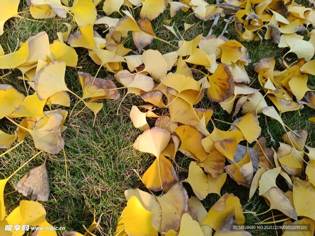 地上金黄银杏落叶美景