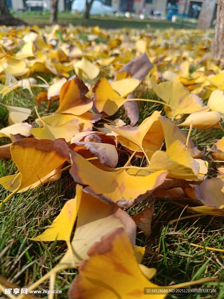 草地上的金黄银杏落叶